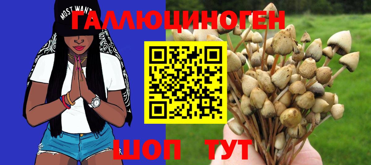 Галлюциногенные грибы Psilocybe Саров